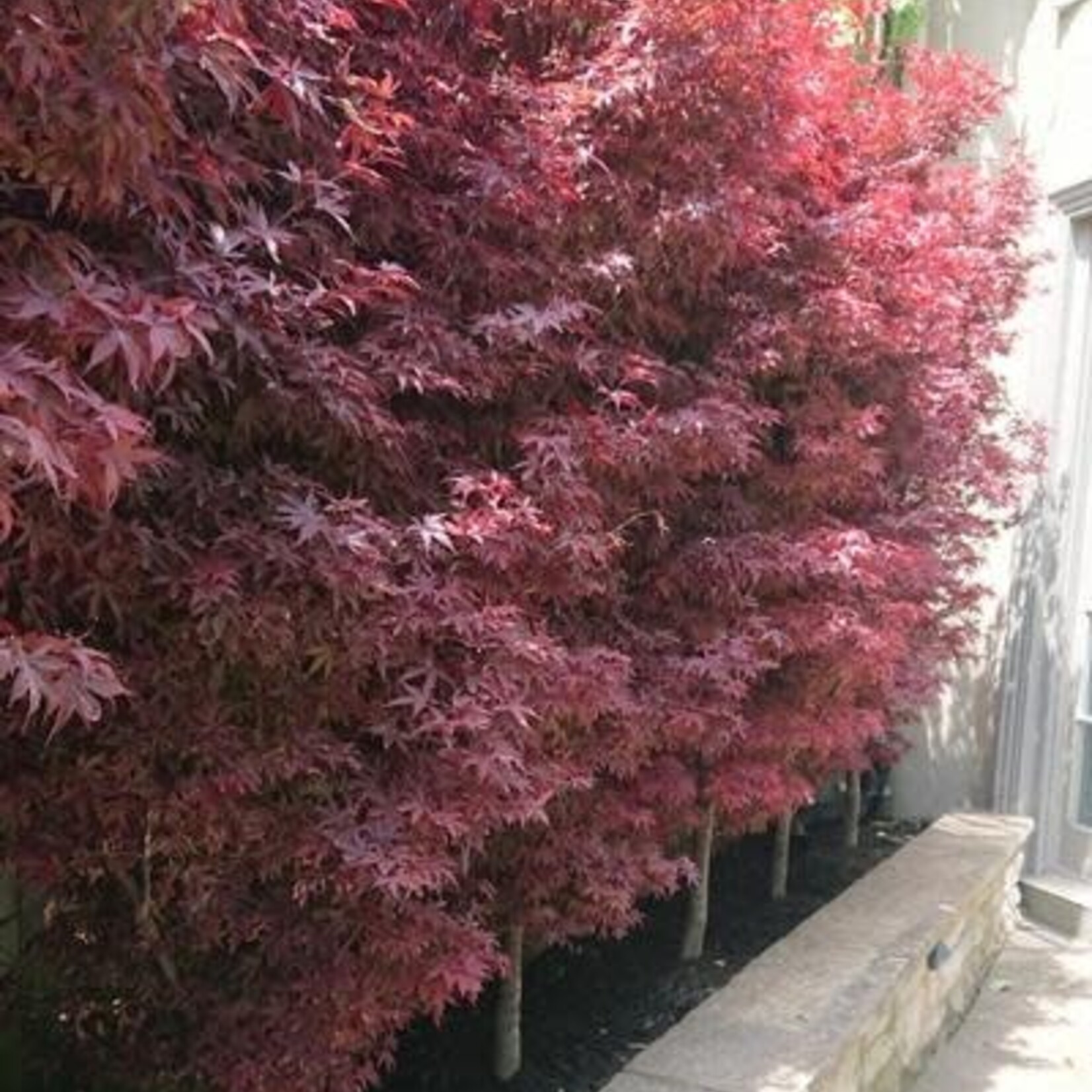 Japanese Maple  Twombley's Red Sentinel 5G