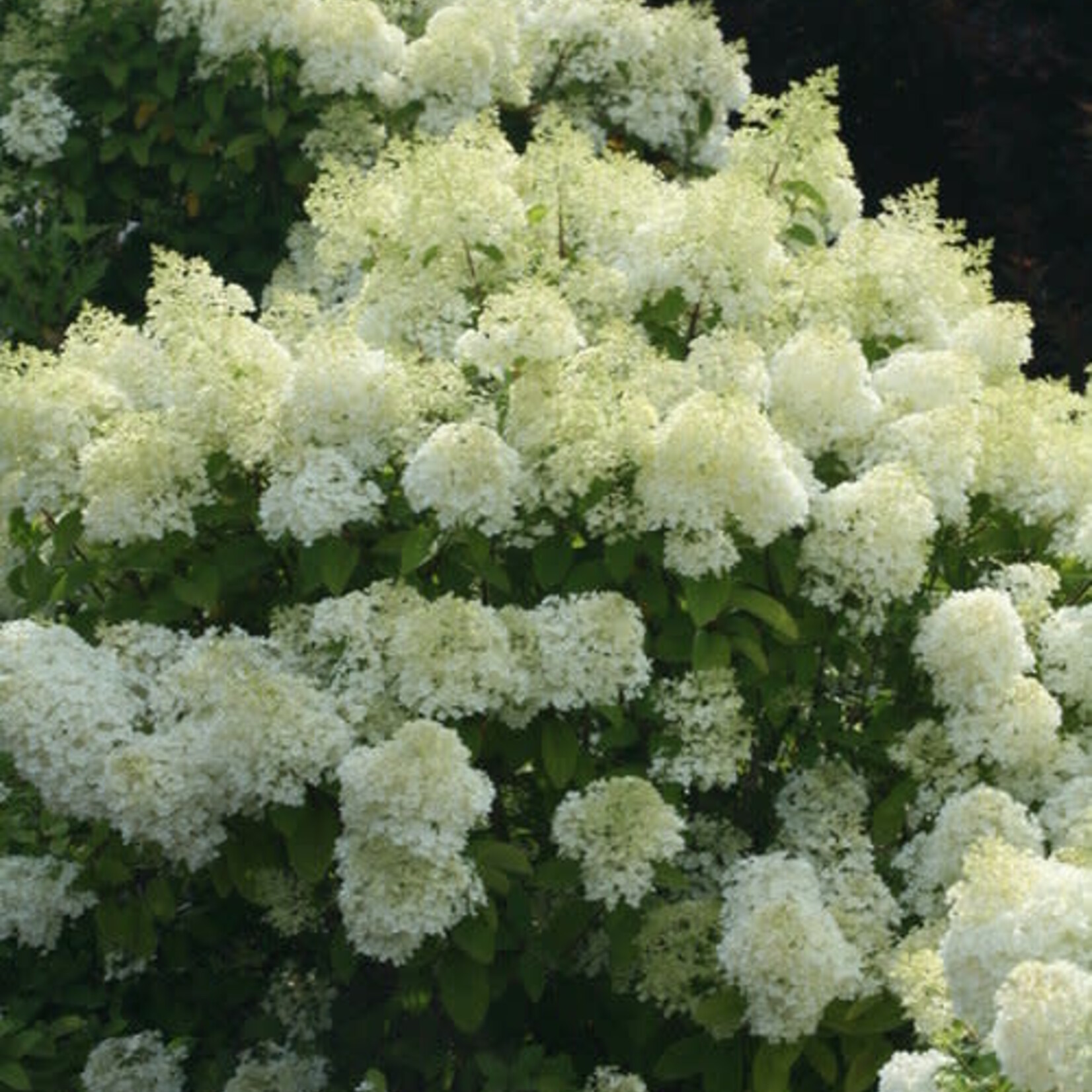 Hydrangea paniculata Bobo  PW 2Gal.
