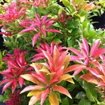 Pieris japonica MOUNTAIN FIRE  2 Gal