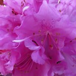 Rhododendron PJM ELITE (Lepidote) 2G