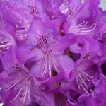 Rhododendron PURPUREUM ELEGANS (Elepidote)  2G