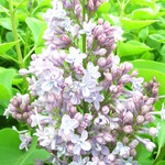 Katherine Havemeyer (French Hybrid Common Lilac)   2G