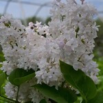 Krasavitsa Moskvy (French Hybrid Common Lilac) 2G - White