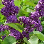 Ludwig Spaeth (French Hybrid Common Lilac) 2G