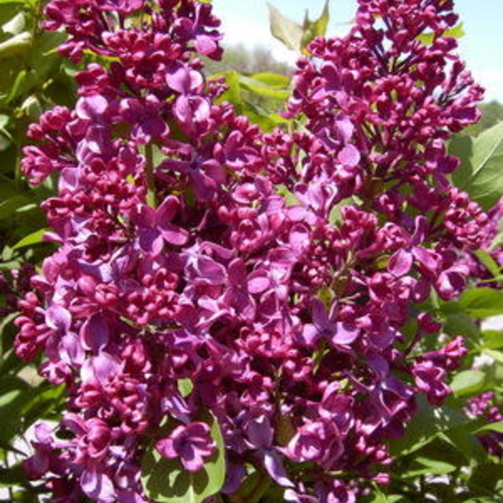 Monge (French Hybrid Common Lilac) 2G - Pink