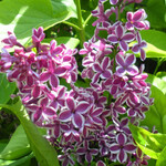 Sensation (French Hybrid Common Lilac) 2G