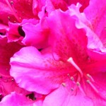 Azalea Evergreen GIRARD S FUCHSIA