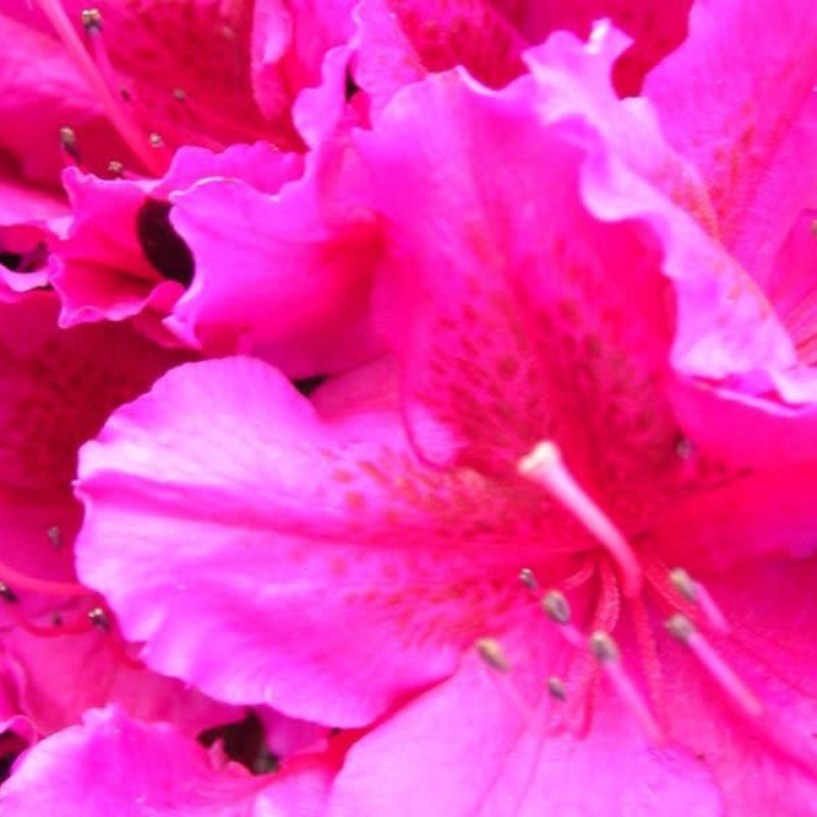 Azalea Evergreen GIRARD S FUCHSIA