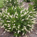 Clethra a. Vanilla Spice Summer Sweet PW 2G