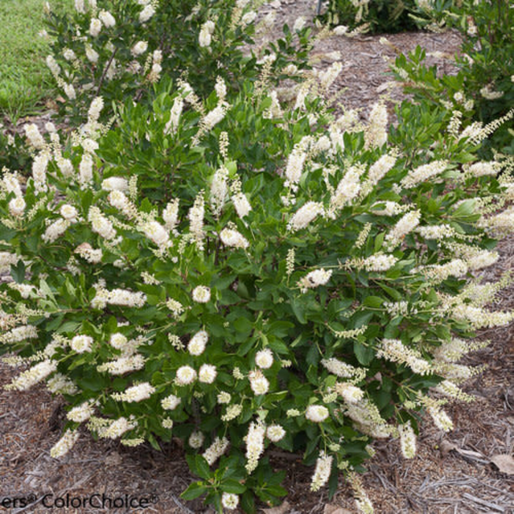 Clethra a. Vanilla Spice Summer Sweet PW 2G