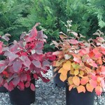 Fothergilla Mount Airy 2G