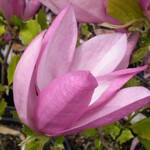 Saucer Magnolia -Susan    5G