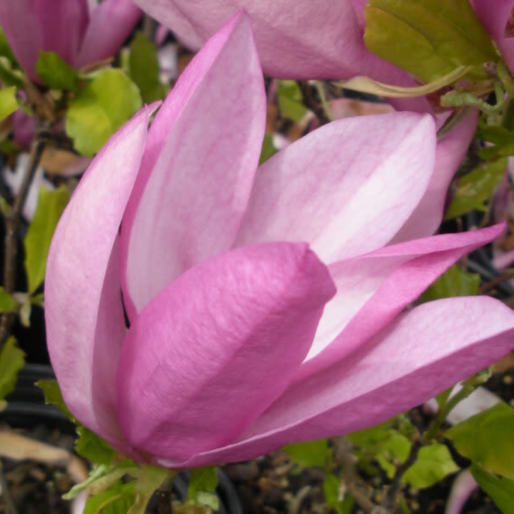 Magnolia soulangeana SUSAN