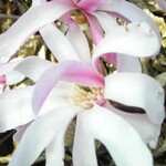 Magnolia  -  Leonard Messel Muli 5G