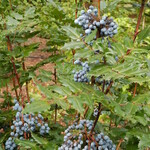 Oregon Grape Holly -  Mahonia     2G