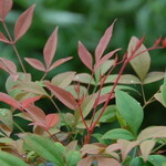 Gulf Stream (Heavenly Bamboo) 2G