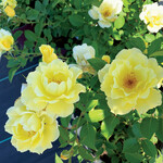 Rose Tree 5G - Yukon Sun Hardy  (Bright Yellow)
