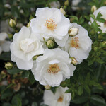 Tree Rose- Innocencia Vigorosa   3' Std. 5G