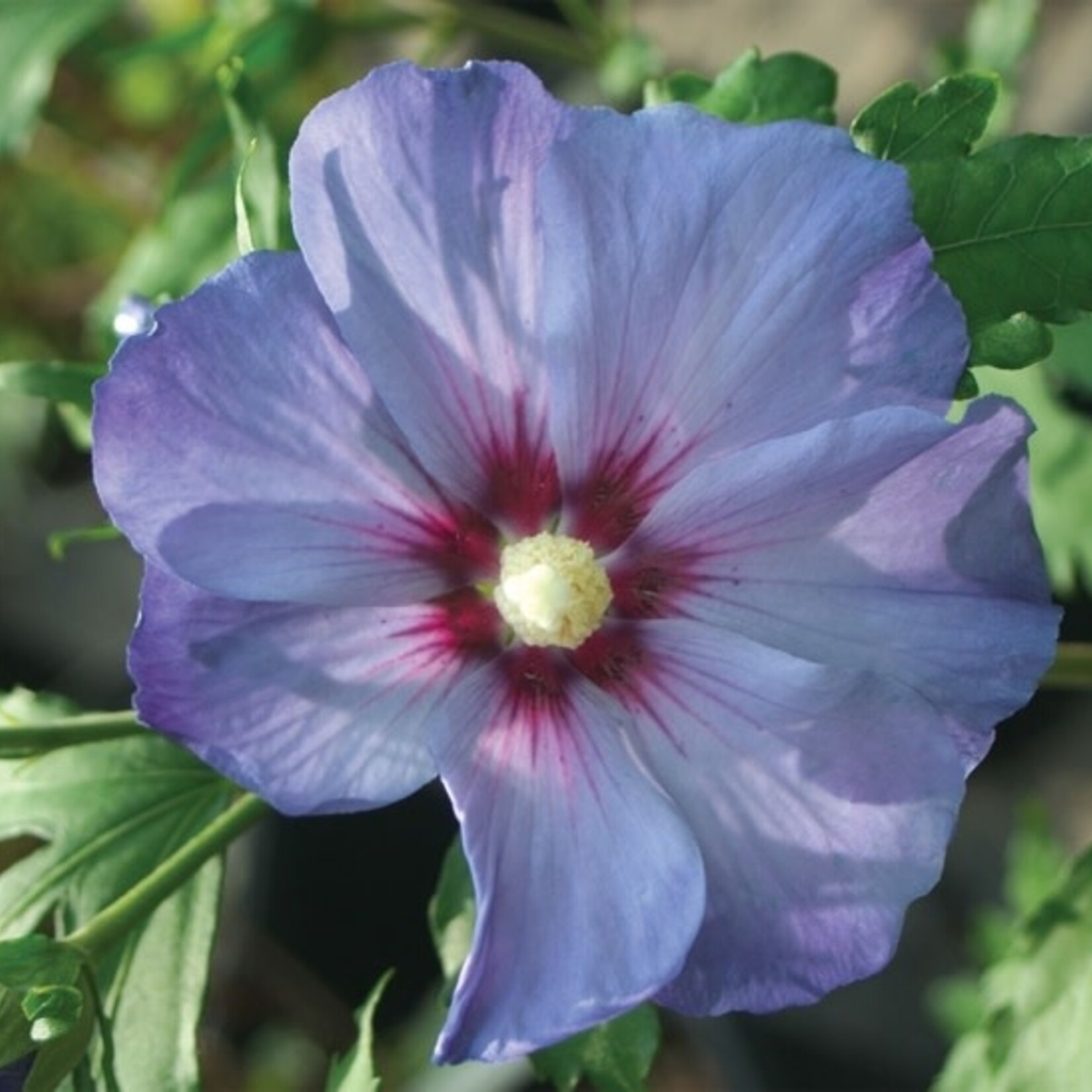 Rose of Sharon/Hibiscus Std. - Azurri Blue Satin   7G PW
