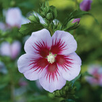 Hibiscus Std. - Orchid Satin7G PW