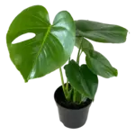 6" Monstera