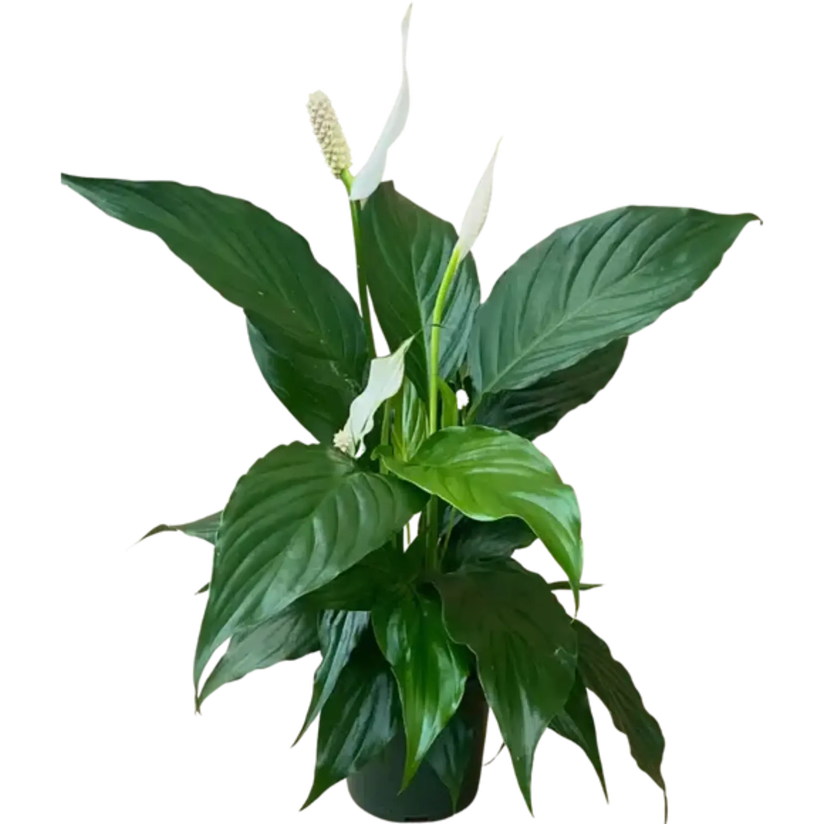 4" Peace Lilly