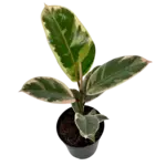 4" Ficus Tineke