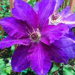 Clematis - Vancouver Plum Gorgeous 1G
