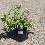 Lamium White Nancy 9cm