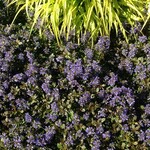 Bugleweed Chocolate Chip 9cm
