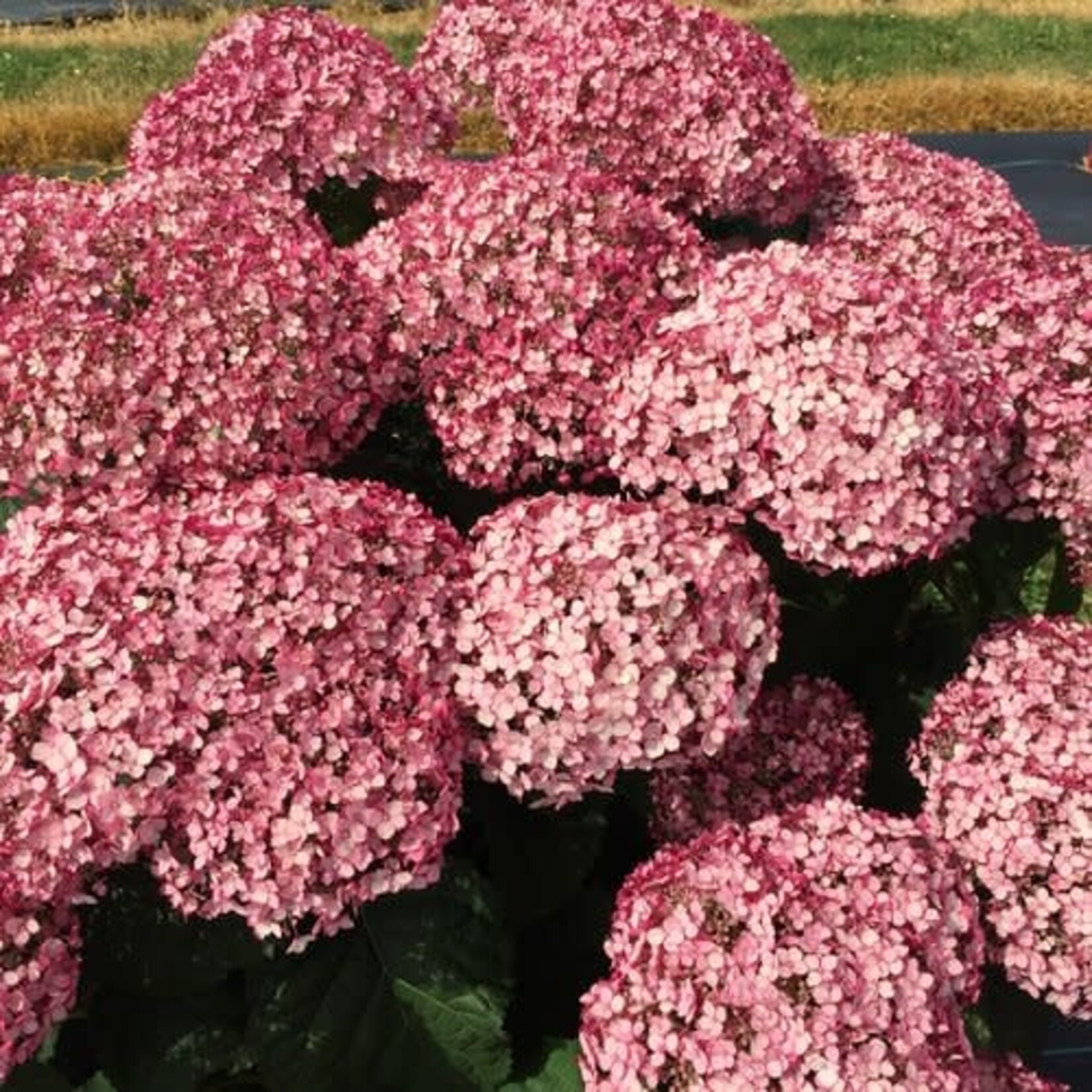 Hydrangea arb. Incrediball Blush 2G