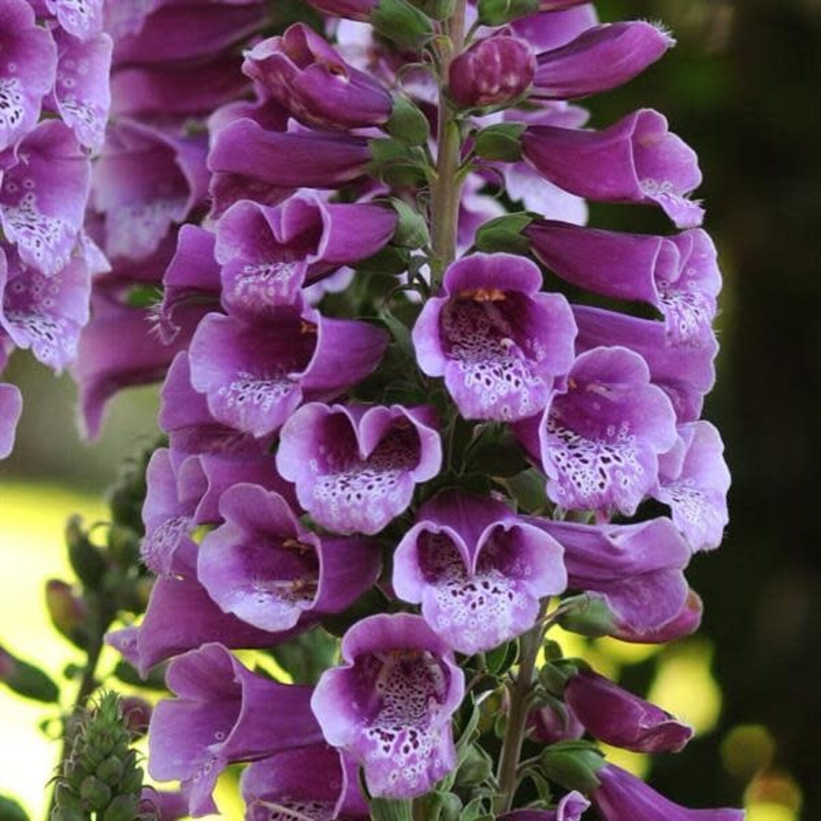 Foxglove Dalmatian Purple 1 gal