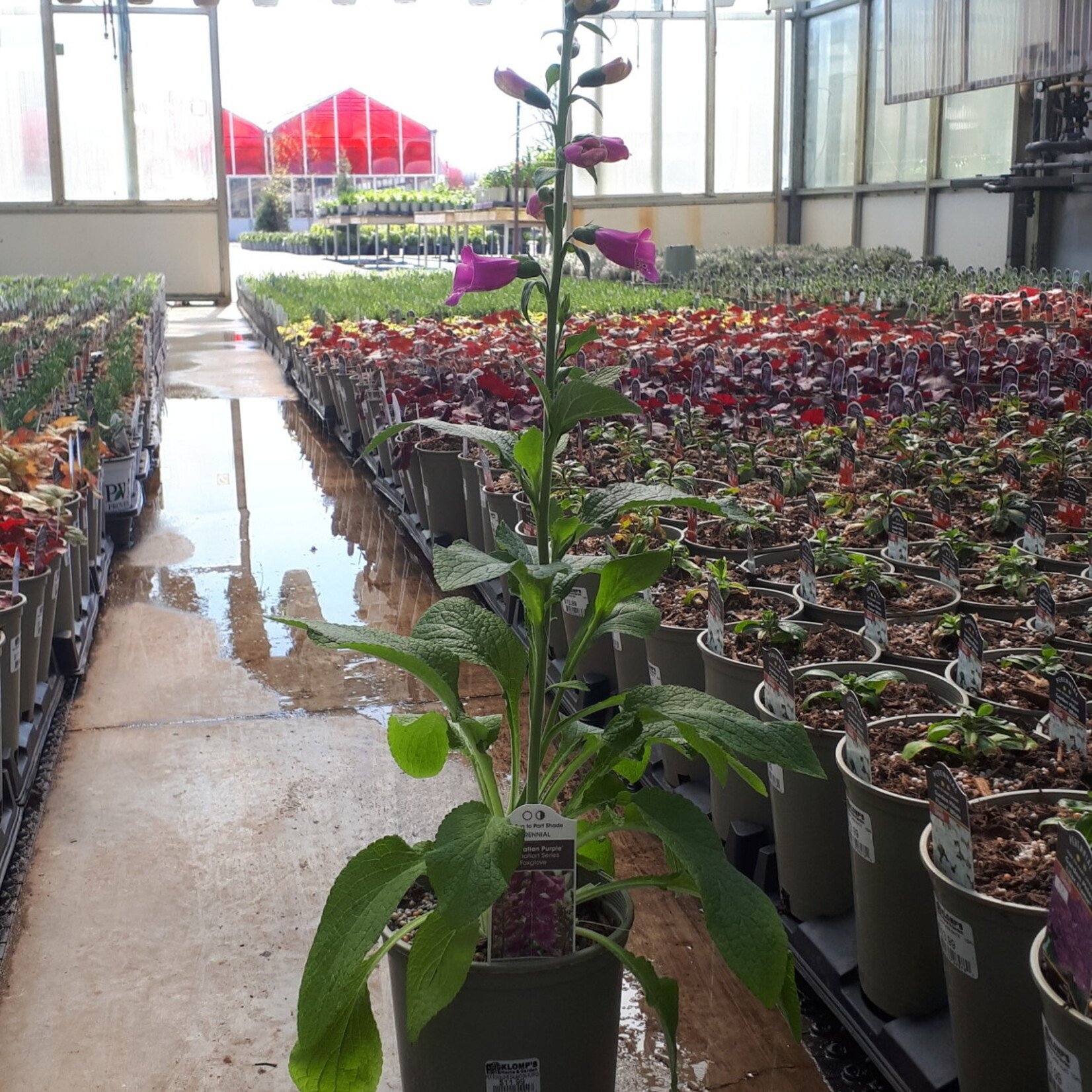 Digitalis Dalmation Purple Foxglove 1G