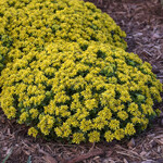 Sedum Little Miss Sunshine 1G