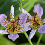 Tricyrtis formosana AUTUMN GLOW