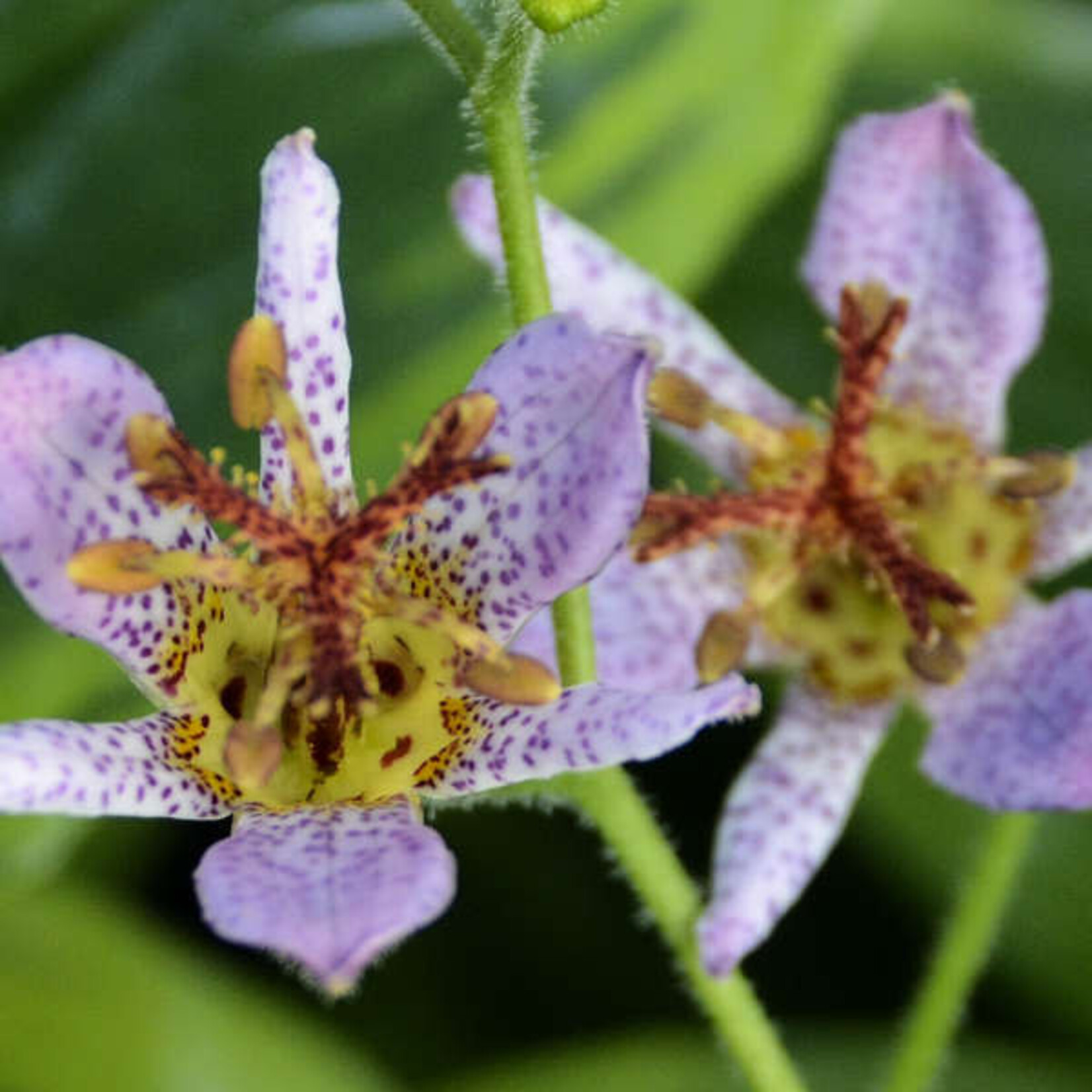 Tricyrtis formosana AUTUMN GLOW