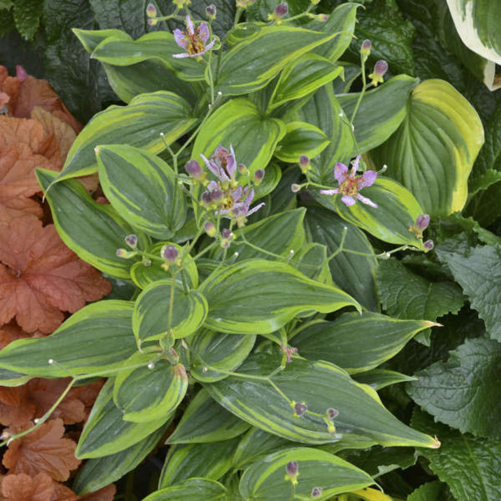 Tricyrtis formosana AUTUMN GLOW