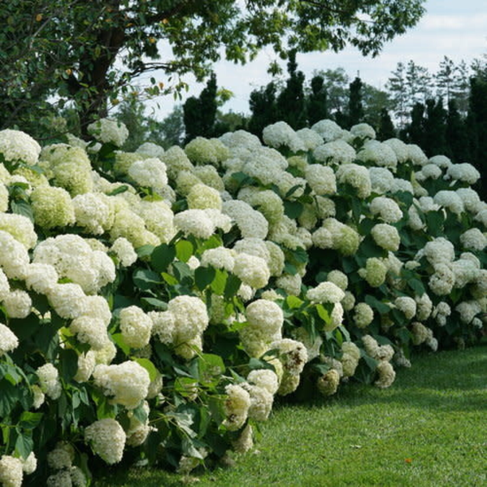 Annabelle Hydrangea Incrediball PW 5G