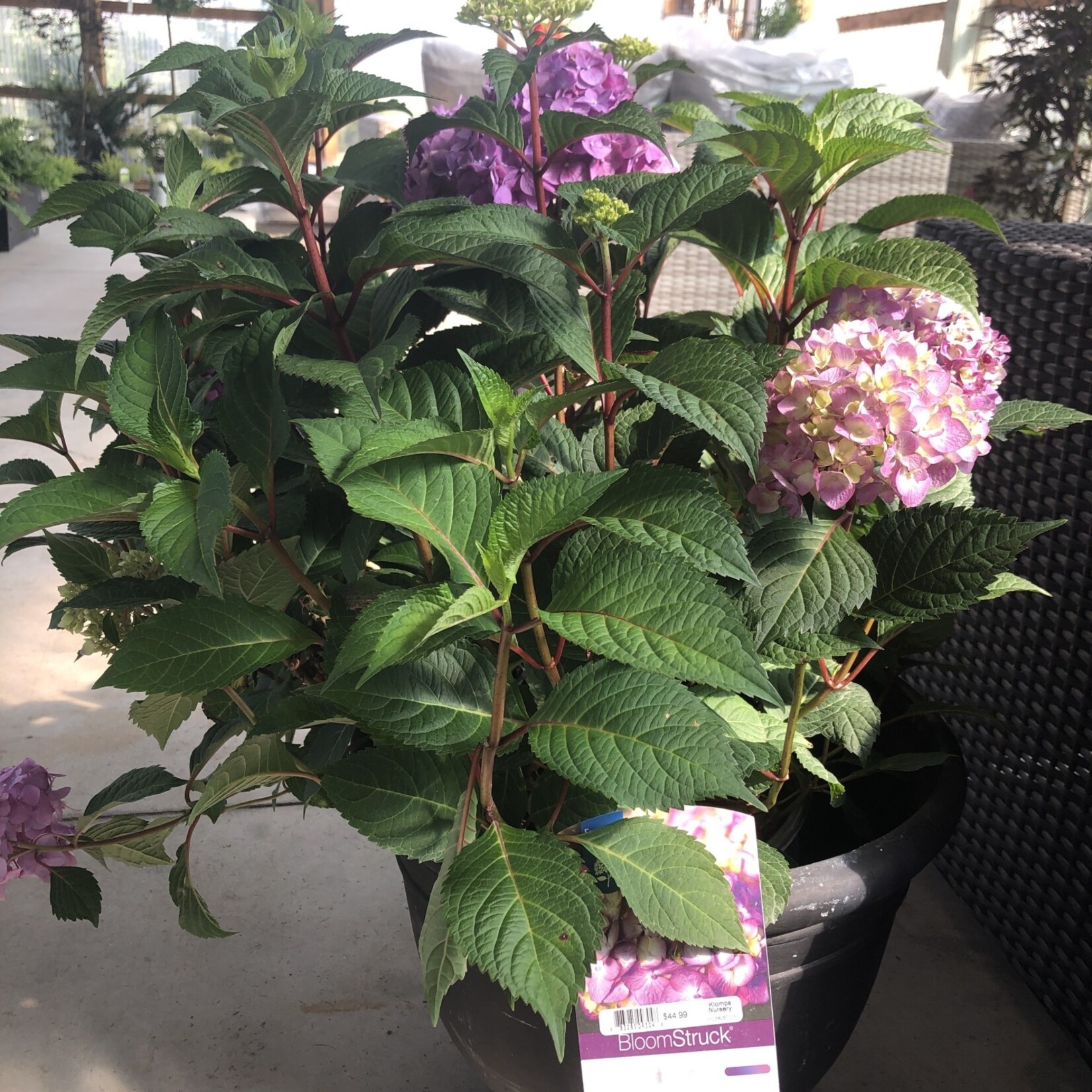 Hydrangea Endless Summer 3G