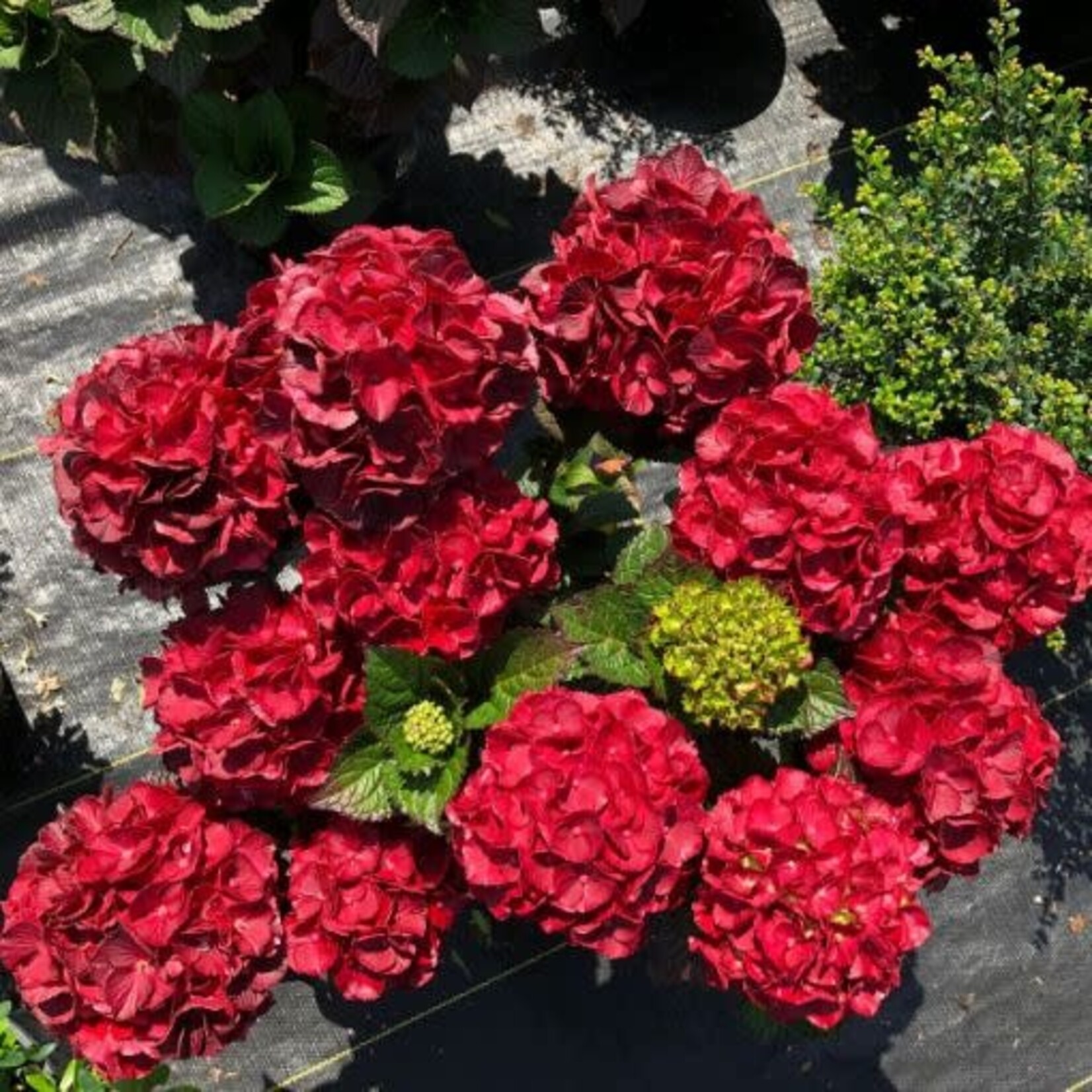 Hydrangea 'Cherry go round'