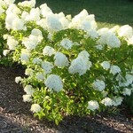Hydrangea  pan. Little Lime PW 2G