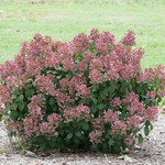 Hydrangea PeeGee Little Quick Fire 2G