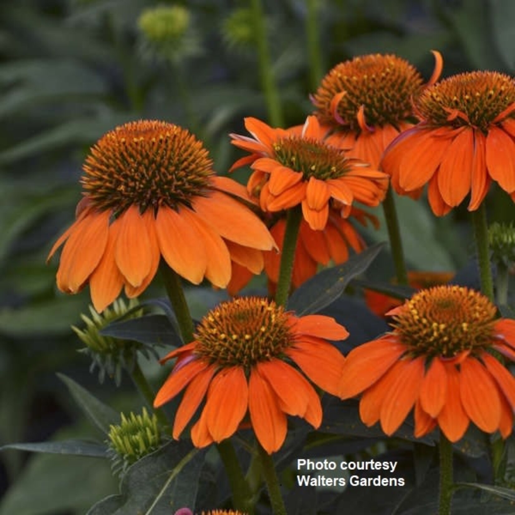 Proven Winners Coneflower Sombrero Adobe Orange 15cm