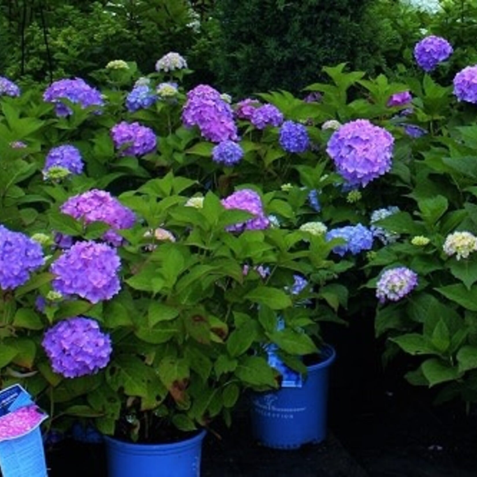 Hydrangea m  Endless Summer The Original 3Gal