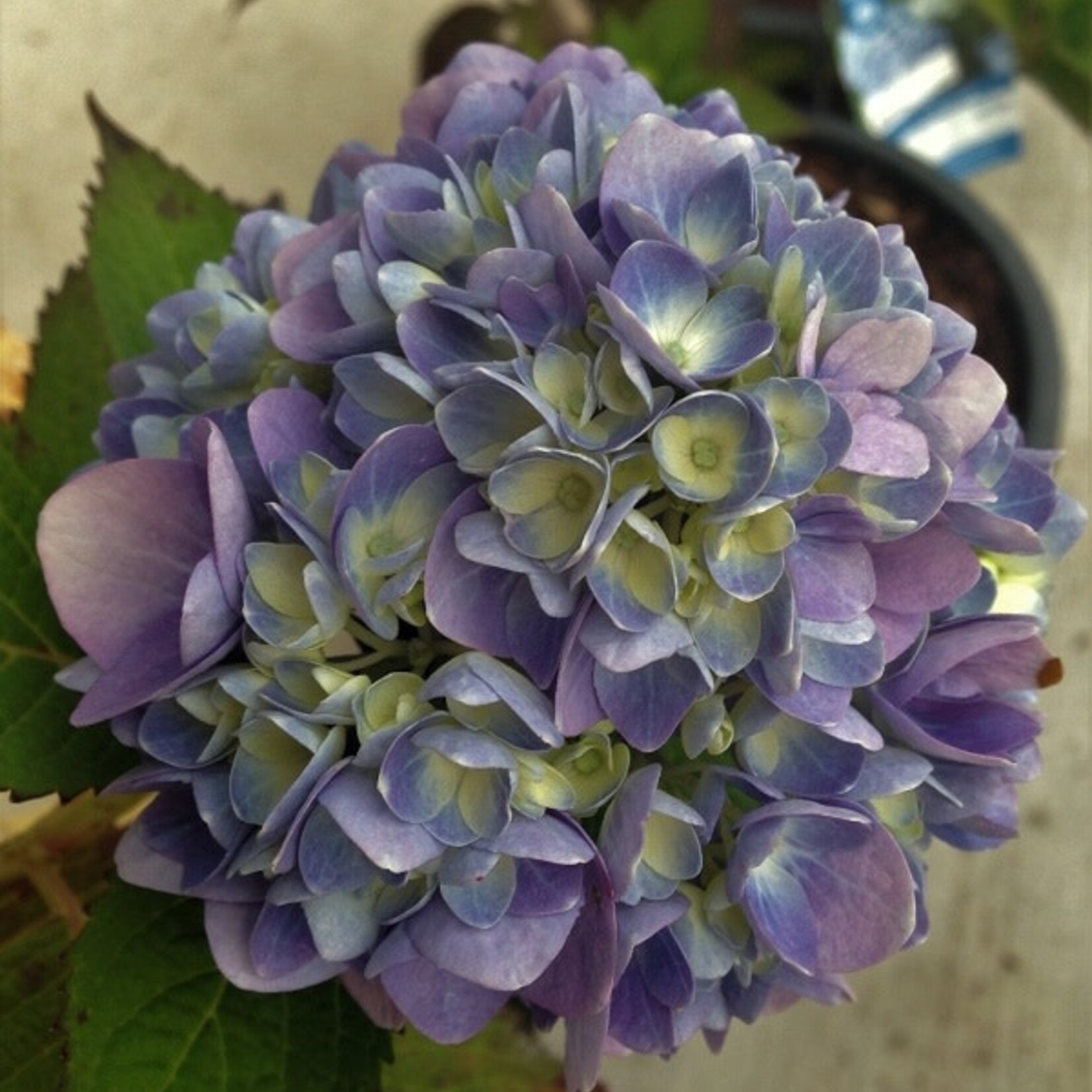 Bigleaf Hydrangea  Endless Summer Original 5G