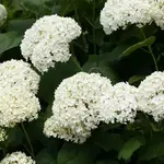 Hydrangea arb. Incrediball PW 2Gal.