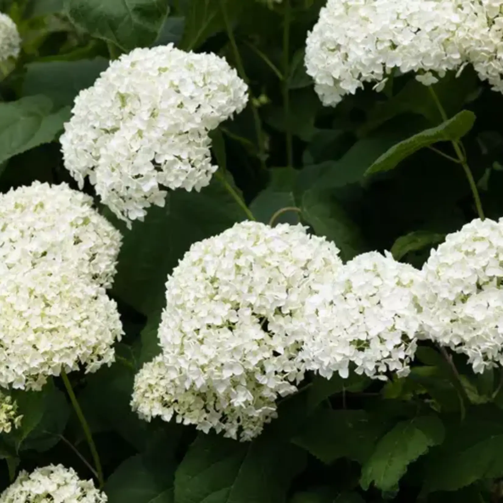 Hydrangea arb. Incrediball PW 2Gal.