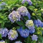 Hydrangea Let's Dance Sky View 2G