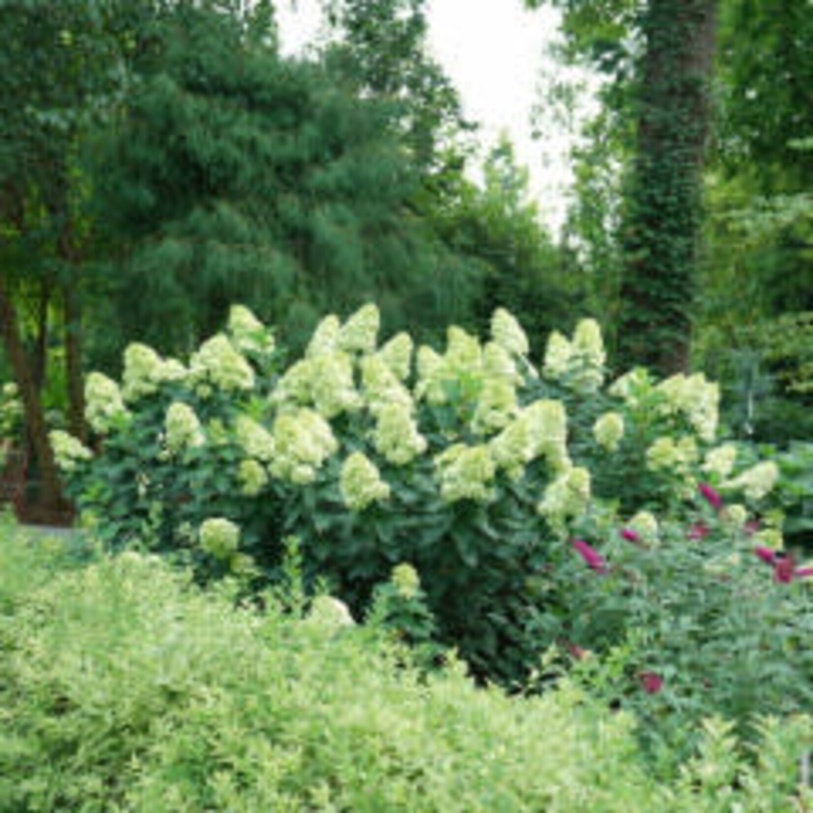 Hydrangea Limelight Prime 2G