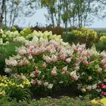 Hydrangea Pinky Winky 2G